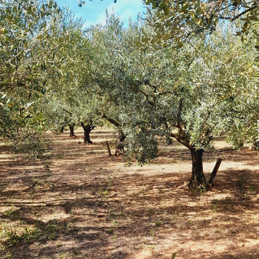 Vila La Ferme Des Oliviers Solliès-Pont Exteriér fotografie